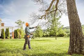 Best Tree Maintenance Programs  in Oakwood, IL